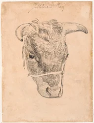 Cabeza de una vaca