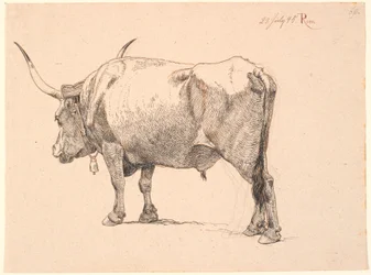 Toro romano con campana en el cuello, visto desde atrás