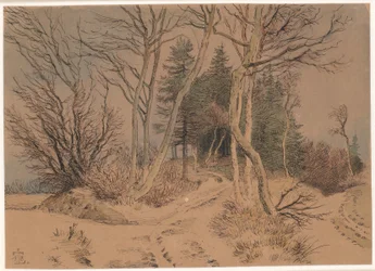 Caminos nevados entre abetos y árboles desnudos