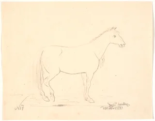 Caballo de pie en perfil derecho