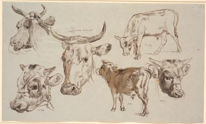 Hoja de estudio de Vognserup. Estudios de cabezas de vacas, terneros y sus cabezas
