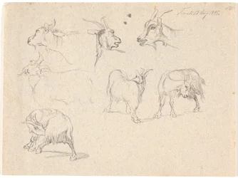 Estudios de cabras
