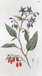 Solanum dulcamara