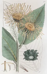 Inula helenium, 1804-1811