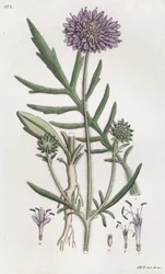 Escabiosa de campo Knautia arvensis