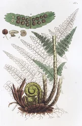 Helecho macho Dryopteris filix-mas, 1804-1811