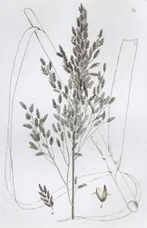 Hierba Dulce de Caña Poa aquatica, 1804-1811