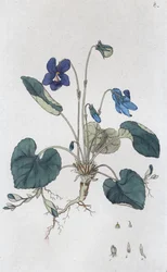 Violeta dulce Viola odorata, 1804-1811