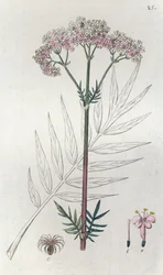 Valeriana Valeriana officinalis
