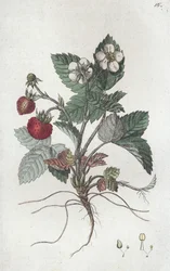 Fresa silvestre Fragaria vesca