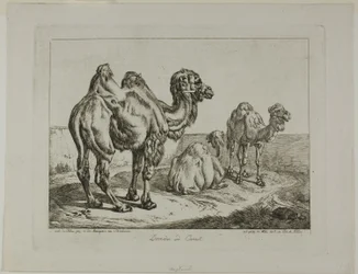 Dromedario y camello