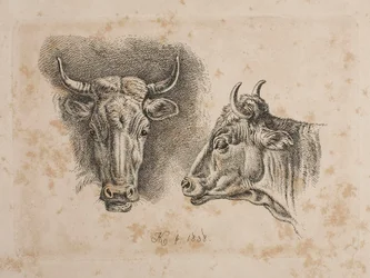 Cabezas de dos vacas