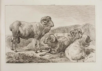 Carneros merinos