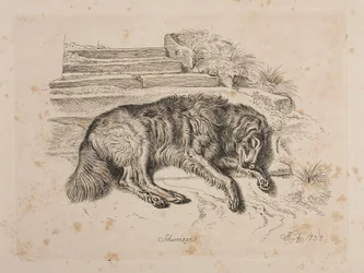 Schweizer, un perro