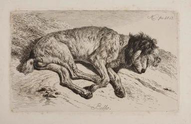 Perro dormido, Bello