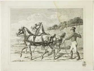 Escuela de equitación y caballos