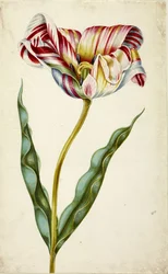 Tulipán