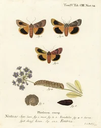 Polilla amarilla de borde ancho, Noctua fimbriata. Grabado en cobre coloreado a mano por Johann Carl Bock después de Die Schmetterlinge in Abbildungen nach der Natur de Eugenius Johann Christoph Esper, Erlangen