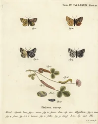 Polilla compañera de Burnet, Euclidia glyphica 1,2, y la polilla Madre Shipton, Euclidia mi, 3-9. Grabado en cobre coloreado a mano por Johann Carl Bock después de Die Schmetterlinge in Abbildungen nach der Natur de Eugenius Johann Christoph Esper, Erlange