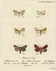 Burren verde, Calamia tridens 1, sauce, Xanthia icteritia 2, sauce rayado, Enargia paleacea 3,4, y doble línea, Mythimna turca 5,6. Grabado en cobre a mano coloreado por Johann Carl Bock después de Die Schmetterlinge de Eugenius Johann Christoph Esper