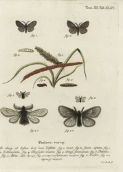 Canephora hirsuta, Ocneria detrita y Epichnopterix plumella