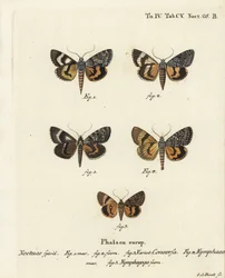 Catocala conversa 1-3, Catocala nymphaea 4, y ala amarilla de roble, Catocala nymphagoga 5. Grabado en cobre coloreado a mano por Johann Carl Bock después de Die Schmetterlinge in Abbildungen nach der Natur de Eugenius Johann Christoph Esper, Erlangen