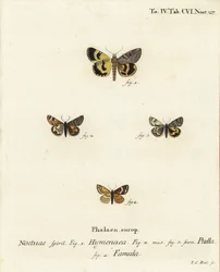 Catocala hymenaea, Amerila puella y Isturgia famula. Grabado en cobre coloreado a mano de Johann Carl Bock después del libro Die Schmetterlinge in Abbildungen nach der Natur de Eugenius Johann Christoph Esper
