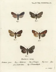 Conformista, Lithophane furcifera 1, doble dardo, Graphiphora augur 2, escaso bronceado, Apamea lateritia 3,4, y arcos plateados, Polia hepatica 5.