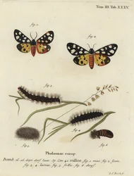 Polilla tigre de manchas crema, Epicallia villica