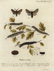 Polilla de diciembre, Poecilocampa populi