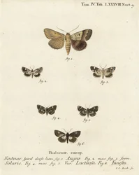 Graphiphora augur 1, Acontia lucida 2,3, Tyta luctuosa 4,5, y Aedia funesta 6. Grabado en cobre a mano coloreado por Johann Carl Bock después de Die Schmetterlinge de Eugenius Johann Christoph Esper