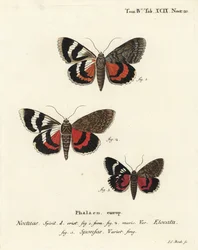 Ala roja francesa, Catocala elocata 1,2, y variedad de ala carmesí oscura, Catocala sponsa 3. Grabado en cobre coloreado a mano por Johann Carl Bock después de Die Schmetterlinge in Abbildungen nach der Natur de Eugenius Johann Christoph Esper, Erlangen