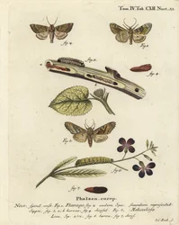 Polilla naranja escarchada, Gortyna flavago 1,2, y polilla de sombras angulosas, Phlogophora meticulosa 3-7. Grabado en cobre coloreado a mano por Johann Carl Bock según Die Schmetterlinge in Abbildungen nach der Natur de Eugenius Johann Christoph Esper