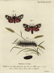 Polilla tigre de Hebe, Arctia festiva