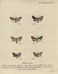 Carácter hebreo, castaña de mancha negra, pequeña polilla cuáquera, etc.