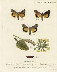 Polilla amarilla grande, Noctua pronuba, y variedades. Grabado en cobre coloreado a mano por Johann Carl Bock después de Die Schmetterlinge in Abbildungen nach der Natur de Eugenius Johann Christoph Esper, Erlangen