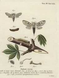 Polilla leopardo, Zeuzera pyrina