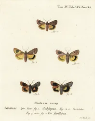 Alas amarillas lunares, Noctua orbona 1, y alas amarillas de borde ancho menor o alas amarillas de Langmaid, Noctua janthina 2-5. Grabado en cobre a mano coloreado por Johann Carl Bock después de Die Schmetterlinge en Abbildungen nach der Natur de Eugenius