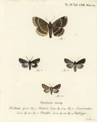 Vieja dama o ala negra, Mormo maura 1, alquimista oriental, Aedia leucomelas 2, y Dypterygia scabriuscula 3,4. Grabado en cobre coloreado a mano por Johann Carl Bock después de Die Schmetterlinge in Abbildungen nach der Natur de Eugenius Johann Christoph E