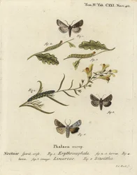 Conistra erythrocephala 1-4, Calophasia lunula 5 y Lithophane ornitopus 6. Grabado en cobre a mano coloreado por Johann Carl Bock después de Die Schmetterlinge de Eugenius Johann Christoph Esper
