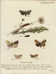 Quaker de línea roja, buff nublado y castaño con volantes