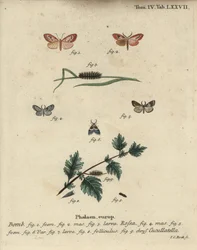 Polilla rosada y polilla de capa corta