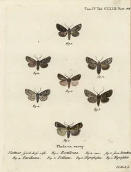 Polilla sajona, Hyppa rectilinea 1, polilla de tijeras, Hada plebeja 2,3, daga de pantano, Acronicta strigosa 4, pinzón de manchas marrones, Agrochola litura 5, dardo de línea blanca, Euxoa nigrofusca 6, Opigena polygona 7. Grabado en cobre coloreado a man