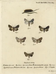 Daga escasa, Acronicta auricoma 1-3, polilla del sicómoro, Acronicta aceris, polilla de nuez moscada 4,5, Hadula trifolii 6 y corona variada, Hadena compta 7. Grabado en cobre coloreado a mano por Johann Carl Bock después de Die Schmetterlinge en Abbildung