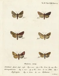 Escaso Y plateado, Syngrapha interrogationis 1,2, Y dorado liso, Autographa jota 3-5, mancha dorada, Plusia festucae 6. Grabado en cobre a mano coloreado por Johann Carl Bock después de Die Schmetterlinge de Eugenius Johann Christoph Esper