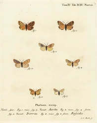 Setina aurita, Setina irrorella y Setina roscida. Grabado en cobre coloreado a mano de Johann Carl Bock después del libro Die Schmetterlinge in Abbildungen nach der Natur de Eugenius Johann Christoph Esper