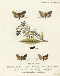 Polilla Y plateada, Autographa gamma 1-4 y polilla Y de Essex, Cornutiplusia circumflexa 5,6. Grabado en cobre coloreado a mano por Johann Carl Bock después de Die Schmetterlinge in Abbildungen nach der Natur de Eugenius Johann Christoph Esper, Erlangen