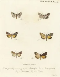 Trébol manchado, Schinia scutosa 1,2, Epilecta linogrisea 3, Guernsey bajo ala, Polyphaenis sericata 4, y bajo ala de paja, Thalpophila matura 5,6. Grabado en cobre a mano coloreado por Johann Carl Bock después de Die Schmetterlinge de Eugenius Johann Chri
