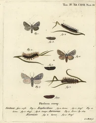 Polilla de gale dulce, Acronicta euphorbiae 1-5, daga escasa, Acronicta auricoma 6, y polilla de hierba de nudo, Acronicta rumicis 7-9. Grabado en cobre coloreado a mano por Johann Carl Bock después de Die Schmetterlinge en Abbildungen de Eugenius Johann C