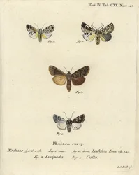 Trichosea ludifica 1,2, Rhyacia lucipeta 3, y Lamprosticta culta 4. Grabado en cobre a mano coloreado por Johann Carl Bock después de Die Schmetterlinge de Eugenius Johann Christoph Esper